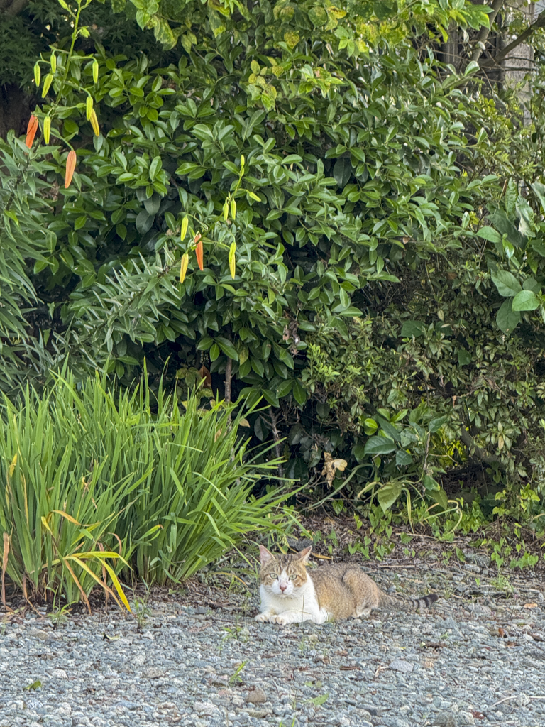 ねこ